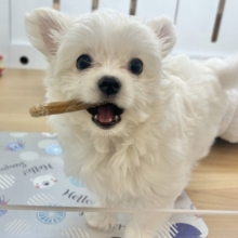 超ホヤホヤ最新画像✨アピールは全力がモットー！チワマルちゃん！
