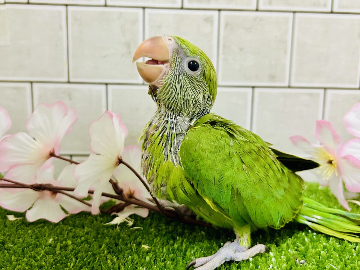 【最新画像更新☆☆】かなりお久しぶりの入舎では?? ワカケホンセイインコ 【最新画像更新☆☆】かなりお久しぶりの入舎では?? ワカケホンセイインコ