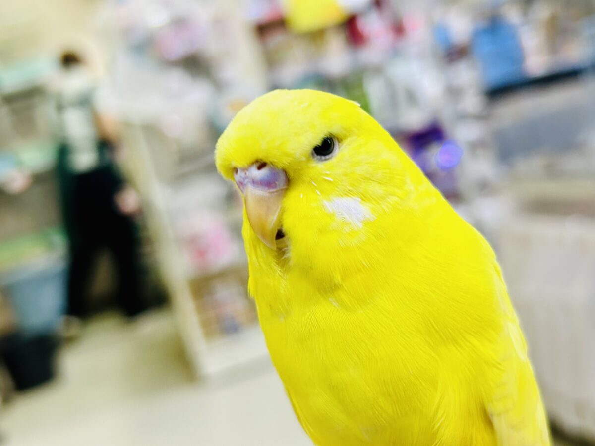 ジブン・・・ちょいとツン多めでやらせてもらってやす・・・ ジャンボセキセイインコ ジブン・・・ちょいとツン多めでやらせてもらってやす・・・ ジャンボセキセイインコ
