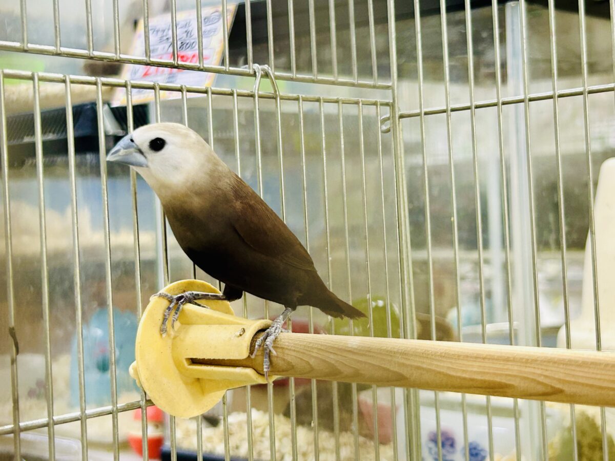 ん~データの少ないトリさんがやってきました♪♪ ヘキ鳥 ん~データの少ないトリさんがやってきました♪♪ ヘキ鳥