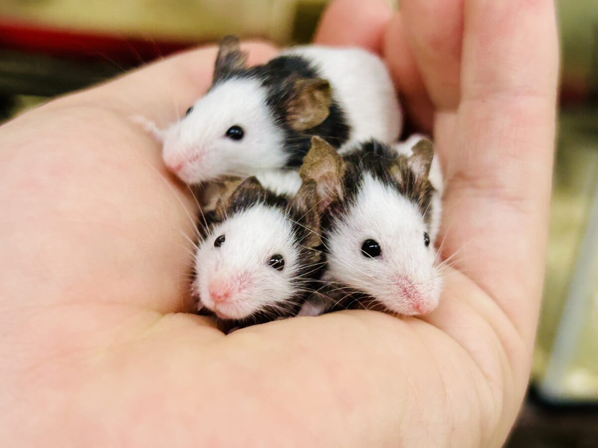 日本では見れなくなったパンダを飼うチャンス?? パンダマウス 日本では見れなくなったパンダを飼うチャンス?? パンダマウス