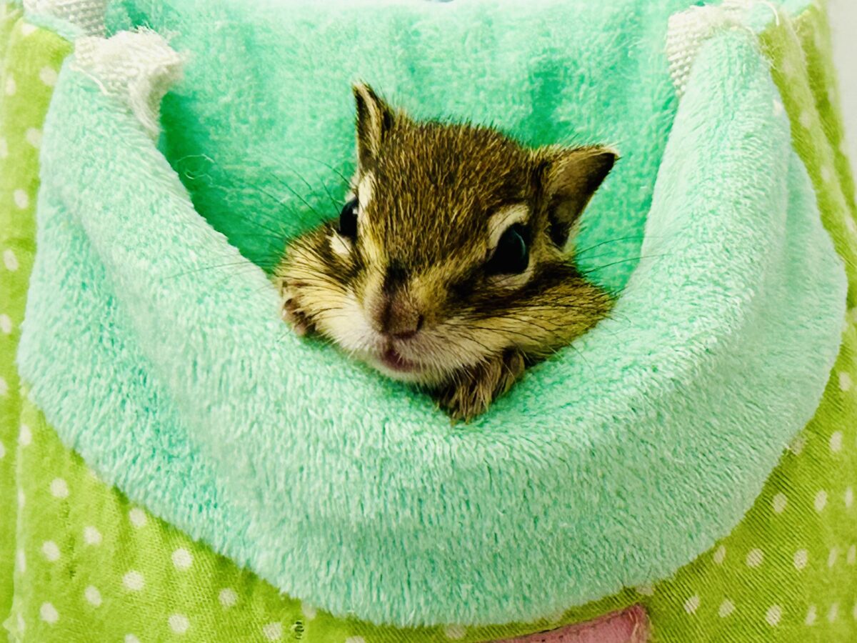 あまあま　シマシマ　すばしっこい人気者　シマリス②