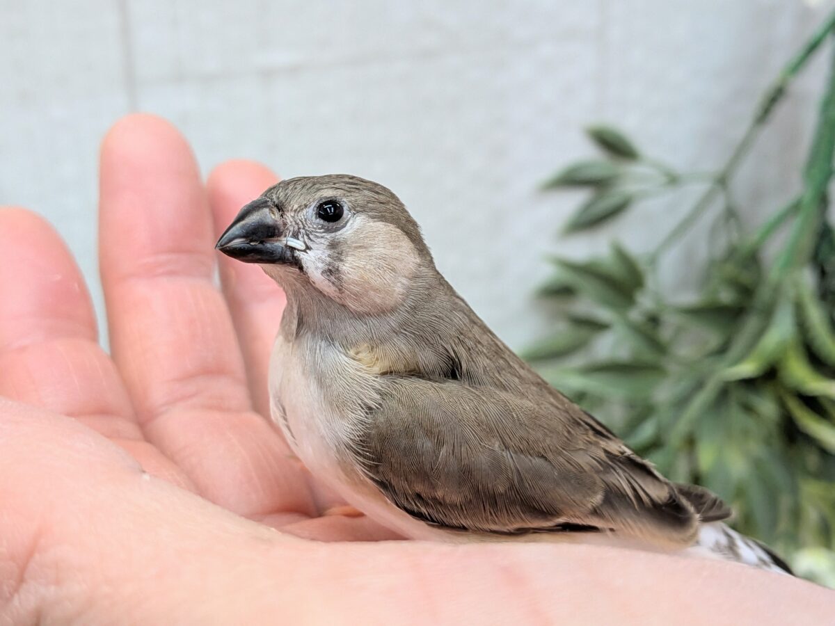 目力強めです！キンカ鳥ヒナさん