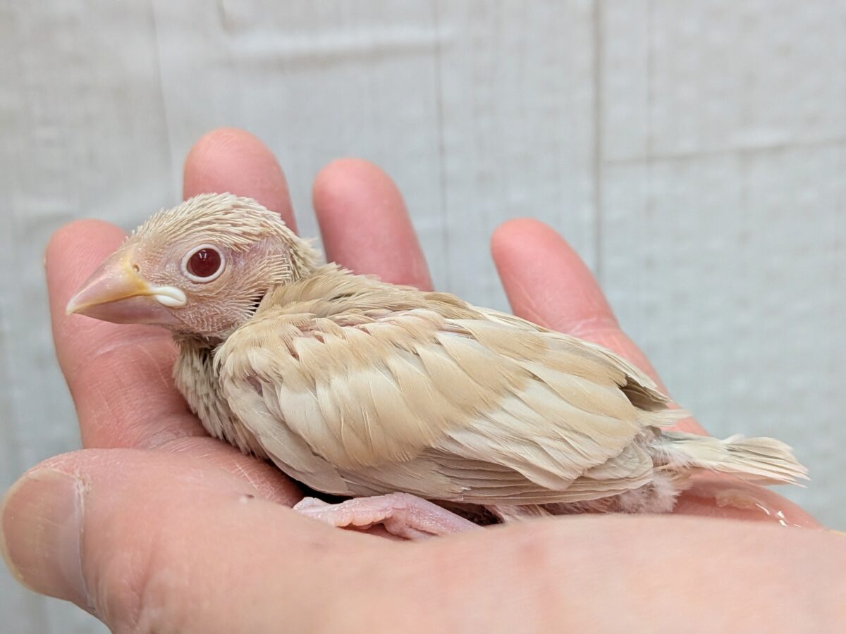 淡めベージュに優しめルビーアイ✨シナモン文鳥ヒナさん