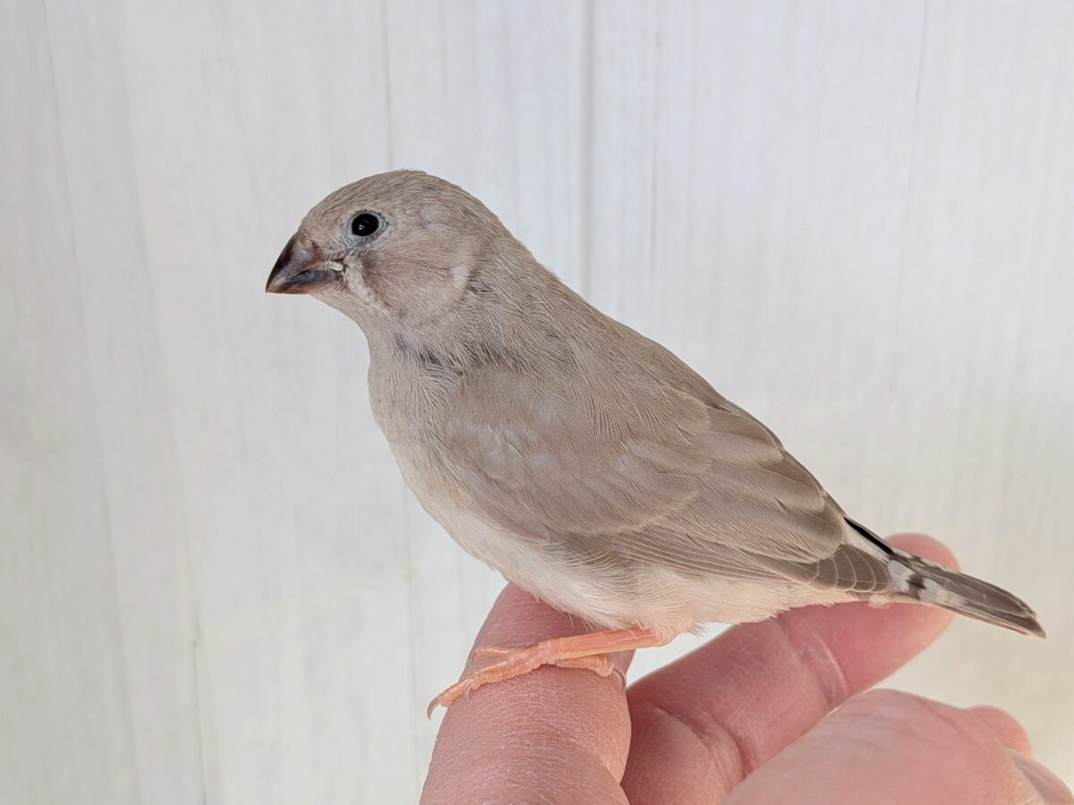 優しいベージュカラー🤎キンカ鳥ヒナさんフォーン