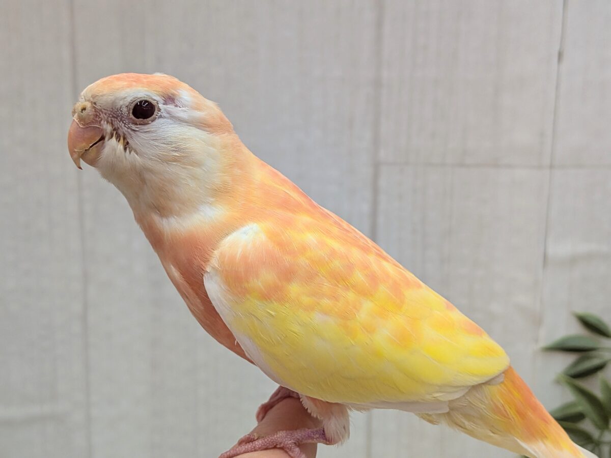 淡めピンクとイエローの華やかカラー🩷キラキラルビーアイ✨アキクサインコさんルビノー