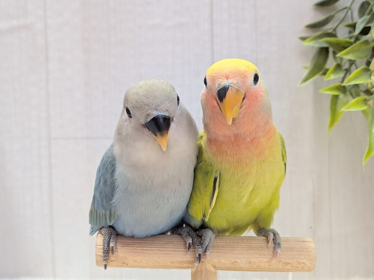 最新画像有ります❗️彩り豊かに〜💛💚❤️コザクラインコ（ブルーチェリーオパーリン・タイガーチェリーオパーリン）