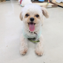 最新画像更新！！ハイテンションギャル🌺　ハーフ犬（チワワ×トイプードル）の女のコ　2026/5/19撮影
