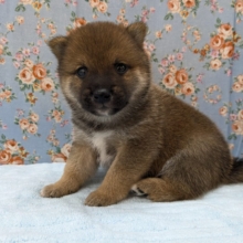 どすこい！かりんとうBOY🎵　豆柴犬の男のコ　2026/5/27撮影