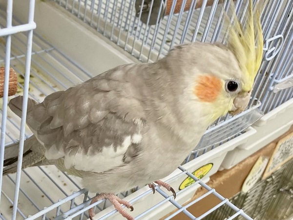 最新画像!ツンツンしてます! オカメインコ(シナモン) オカメインコ