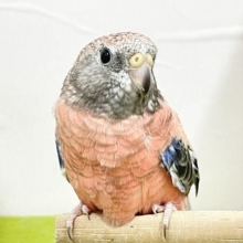 ☆最新画像更新☆　薔薇のように美しいカラーの鳥さんがやってきましたよ〜🌹🌹　アキクサインコ(ローズ)