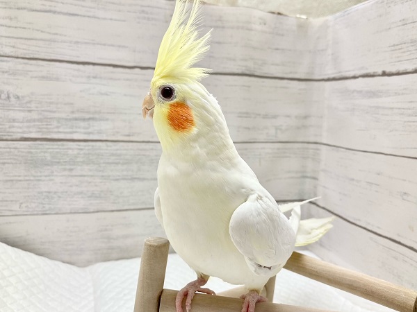 【🆙最新画像あり‼️】ビッグに育ちました! オカメインコ(ルチノー) オカメインコ