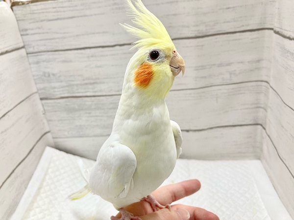 【🆙最新画像あり‼️】ビッグに育ちました! オカメインコ(ルチノー) オカメインコ