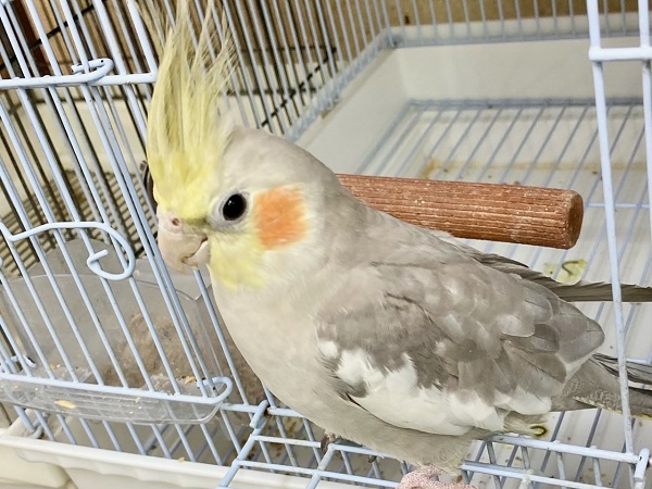 最新画像!ツンツンしてます! オカメインコ(シナモン) オカメインコ