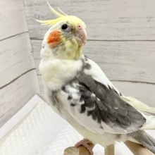 最新画像！シャイな可愛い子☺️💓　オカメインコ（パイド）