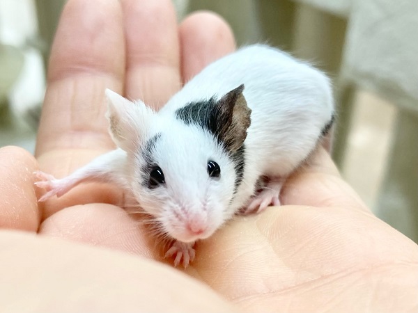 パンダマウス 女の子 つぶらなおめめがかわいいです! パンダマウス 女の子 つぶらなおめめがかわいいです!