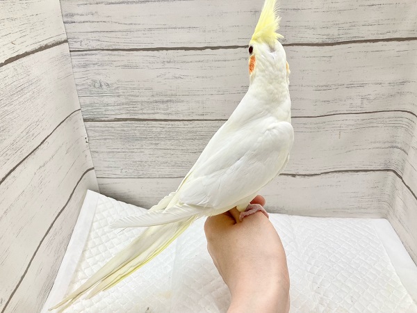 【🆙最新画像あり‼️】ビッグに育ちました! オカメインコ(ルチノー) オカメインコ