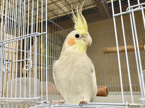 最新画像!ツンツンしてます! オカメインコ(シナモン) オカメインコ