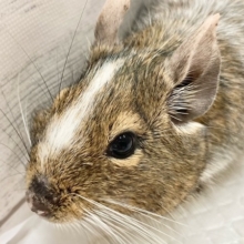 最新画像！デグー（パイド）　カキカキ大好き♪BIGボディな男の子！