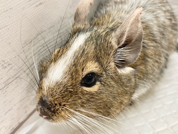 最新画像！デグー（パイド）　カキカキ大好き♪BIGボディな男の子！