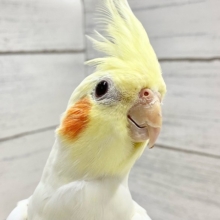 【🆙最新画像あり‼️】ビッグに育ちました！　オカメインコ（ルチノー）