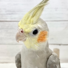 最新画像！ツンツンしてます！　オカメインコ（シナモン）