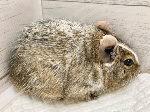 デグー
