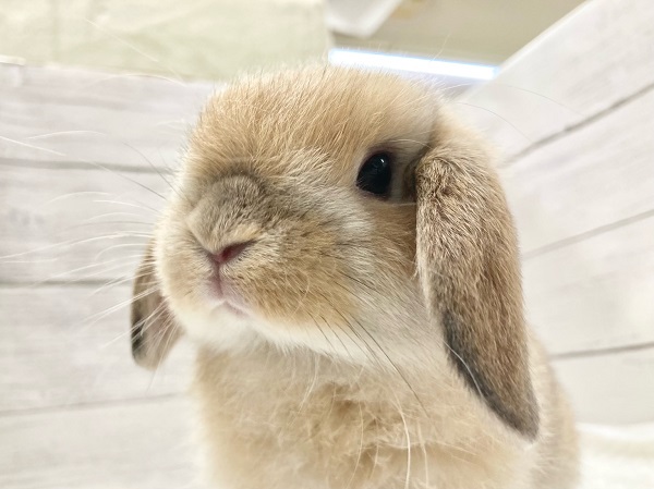 ホーランドロップ(オレンジ) 小さなロップさんが来ました! ホーランドロップ(オレンジ) 小さなロップさんが来ました!