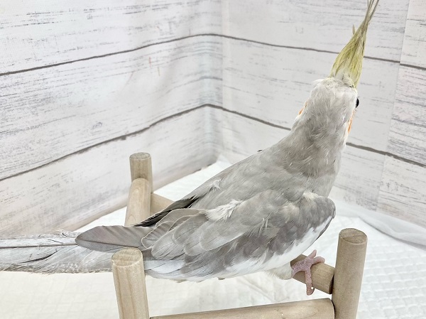 最新画像!ツンツンしてます! オカメインコ(シナモン) オカメインコ