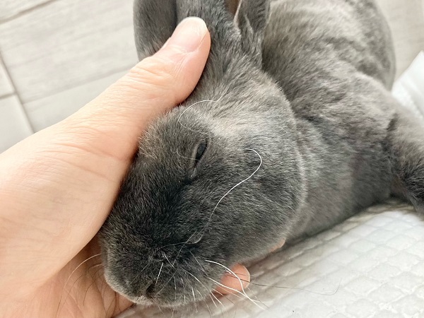 ミニレッキス