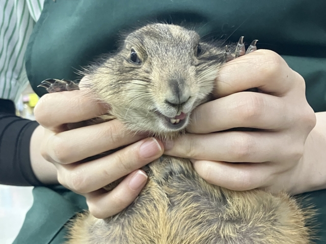珍獣・・・カ～ニバ～ル♪♪♪♪　