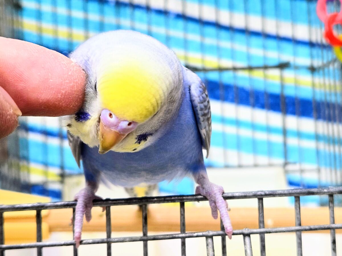 セキセイインコ