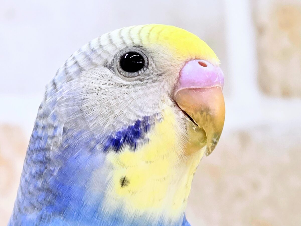 【🆙最新画像あり‼️】お口いっぱいに広がるーーシェイクの感動♩　🌈💖  セキセイインコ（パステルレインボー）