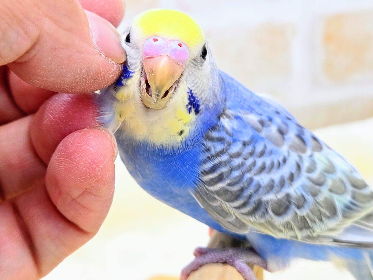 セキセイインコ