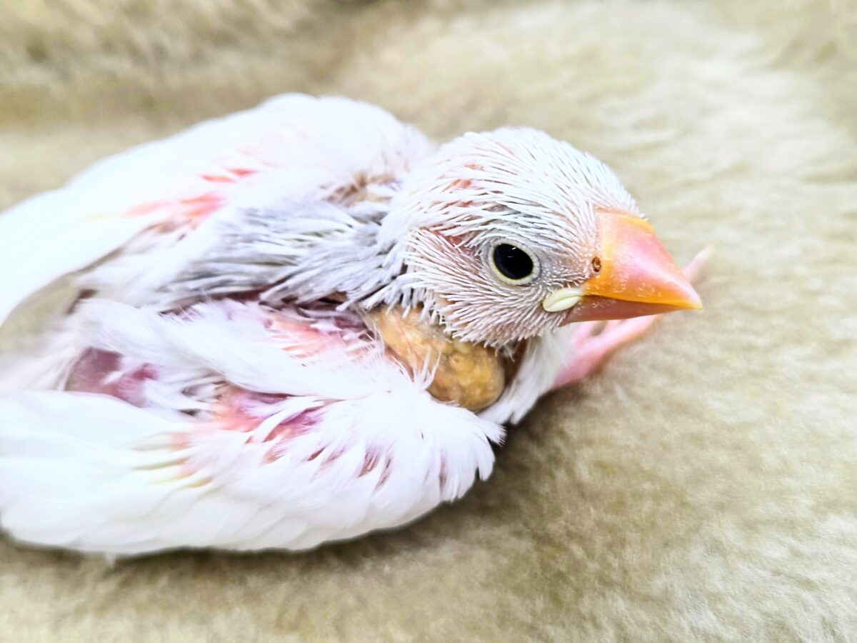 【🆙最新画像あり‼️】スベスベおもち〜☺️🤍✨ 白文鳥 白文鳥