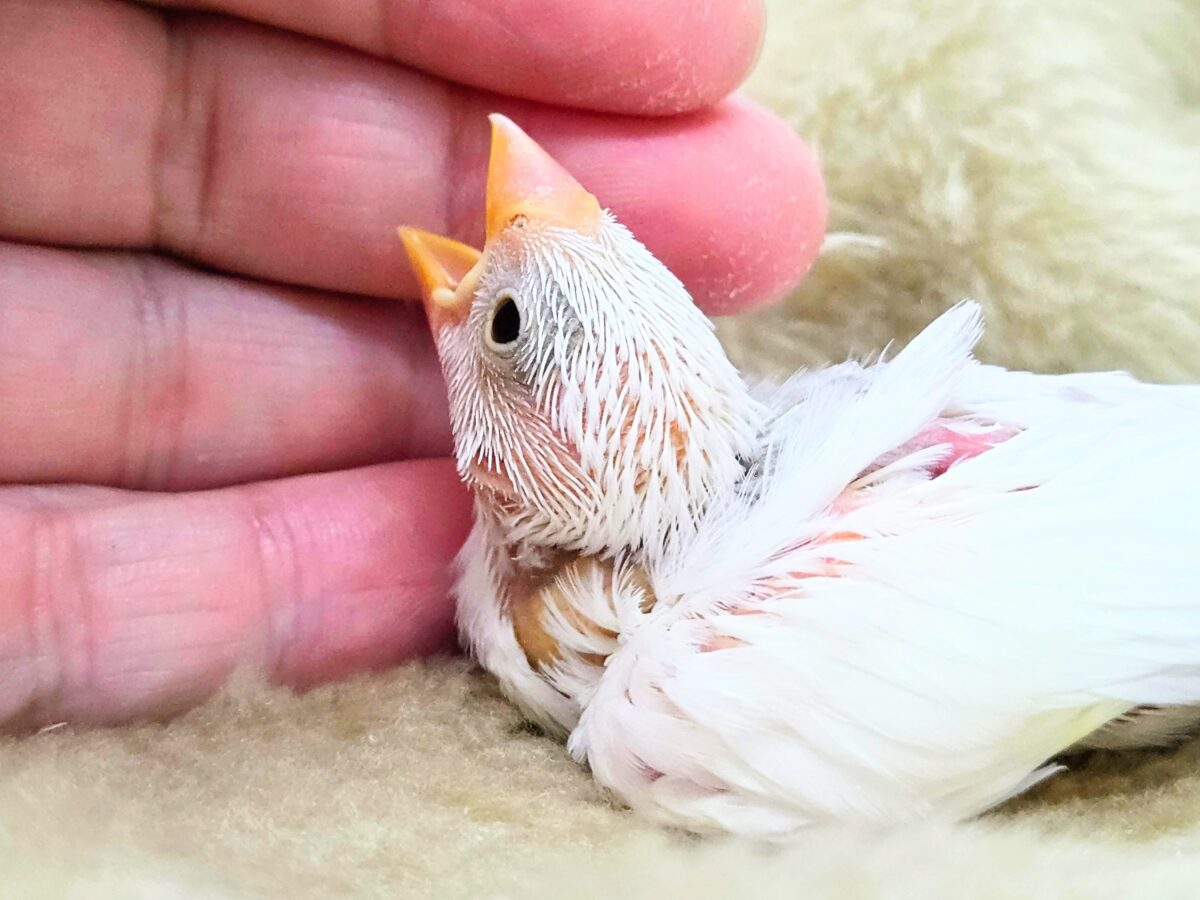 【🆙最新画像あり‼️】スベスベおもち〜☺️🤍✨ 白文鳥 白文鳥