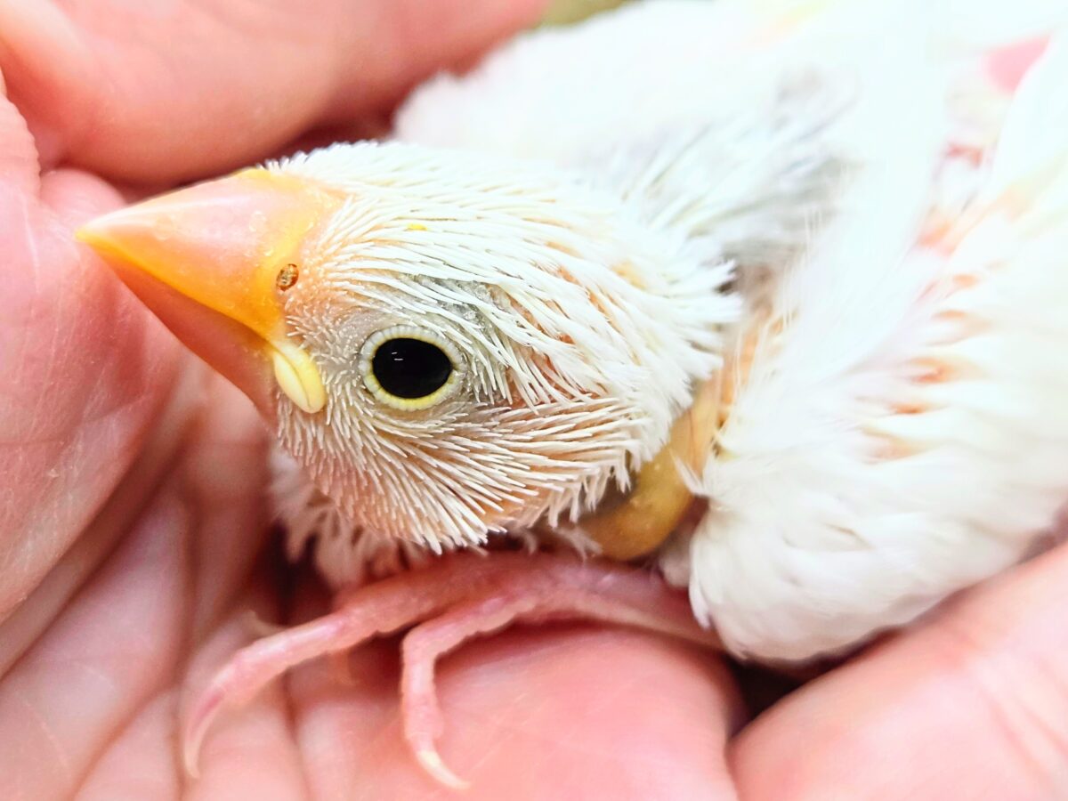 【🆙最新画像あり‼️】スベスベおもち〜☺️🤍✨ 白文鳥 白文鳥