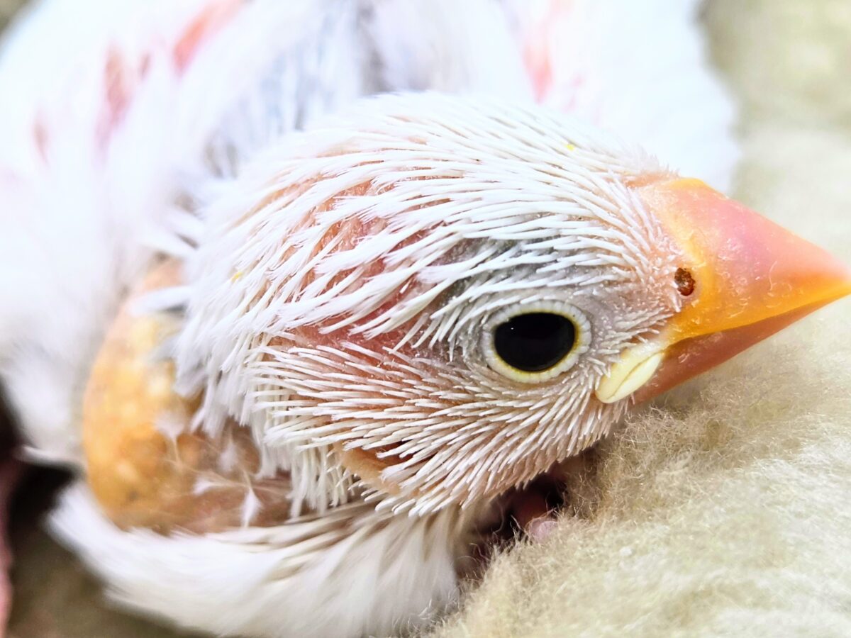 【🆙最新画像あり‼️】スベスベおもち〜☺️🤍✨ 白文鳥 白文鳥