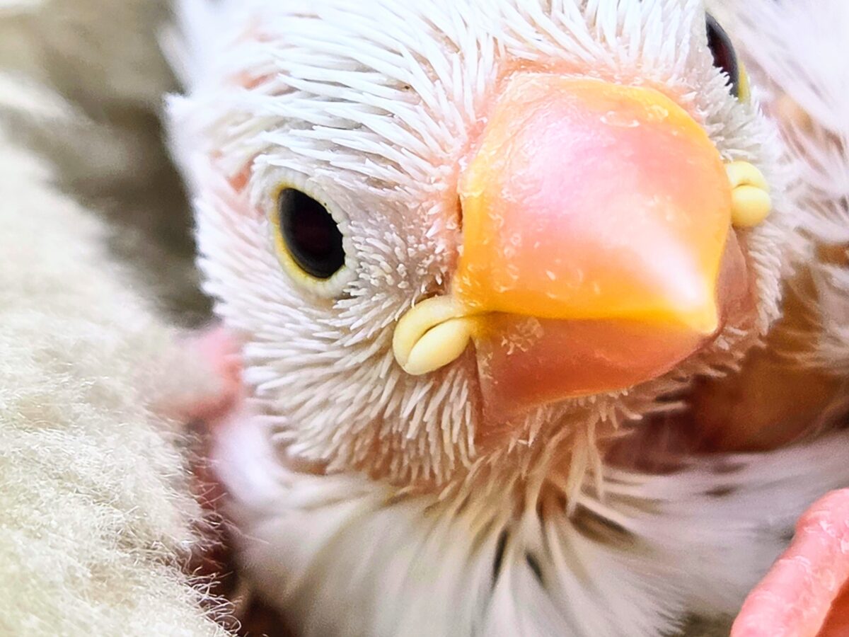 【🆙最新画像あり‼️】スベスベおもち〜☺️🤍✨ 白文鳥 白文鳥