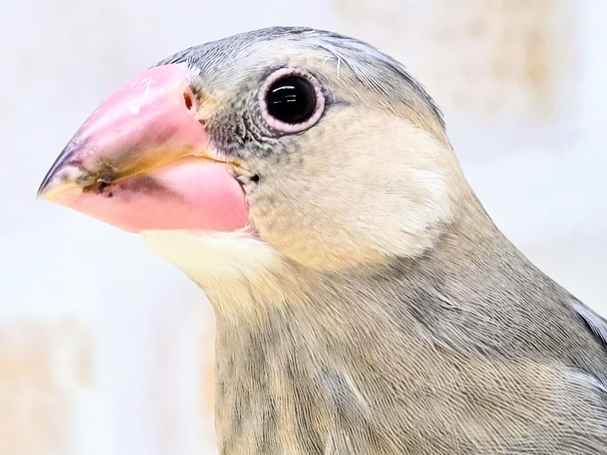 【🆙最新画像あり‼️】大人になったらどんな色〜❓❓ 桜文鳥 桜文鳥