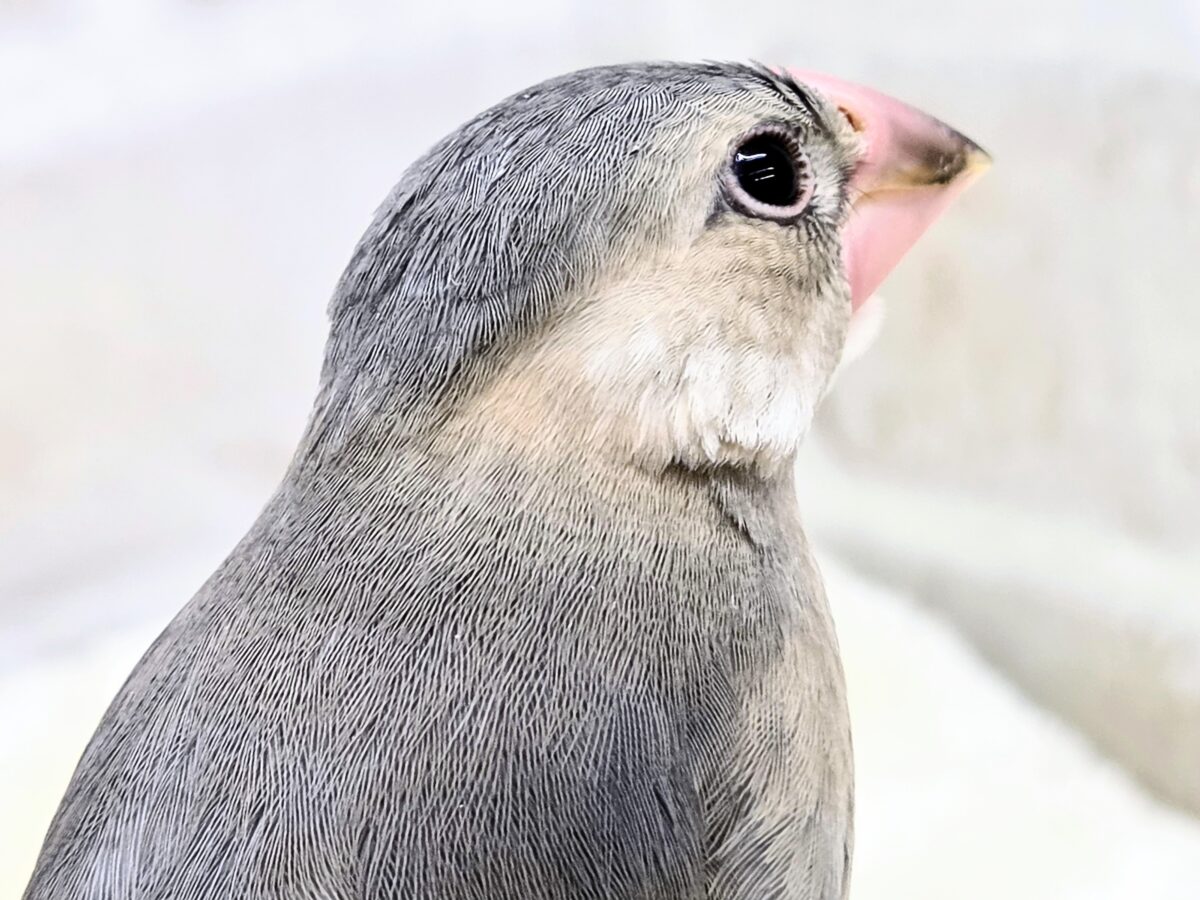 【🆙最新画像あり‼️】大人になったらどんな色〜❓❓ 桜文鳥 桜文鳥