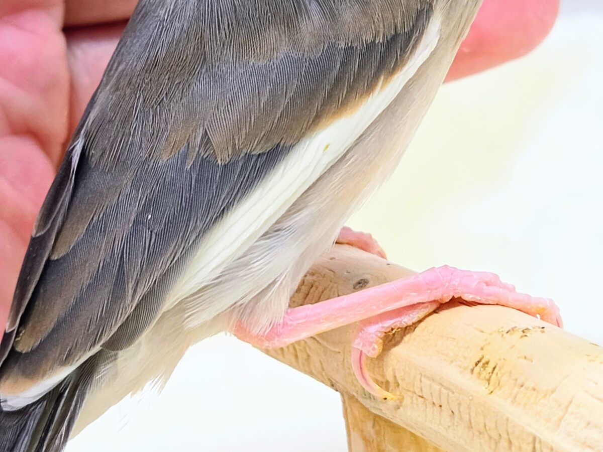 【🆙最新画像あり‼️】大人になったらどんな色〜❓❓ 桜文鳥 桜文鳥