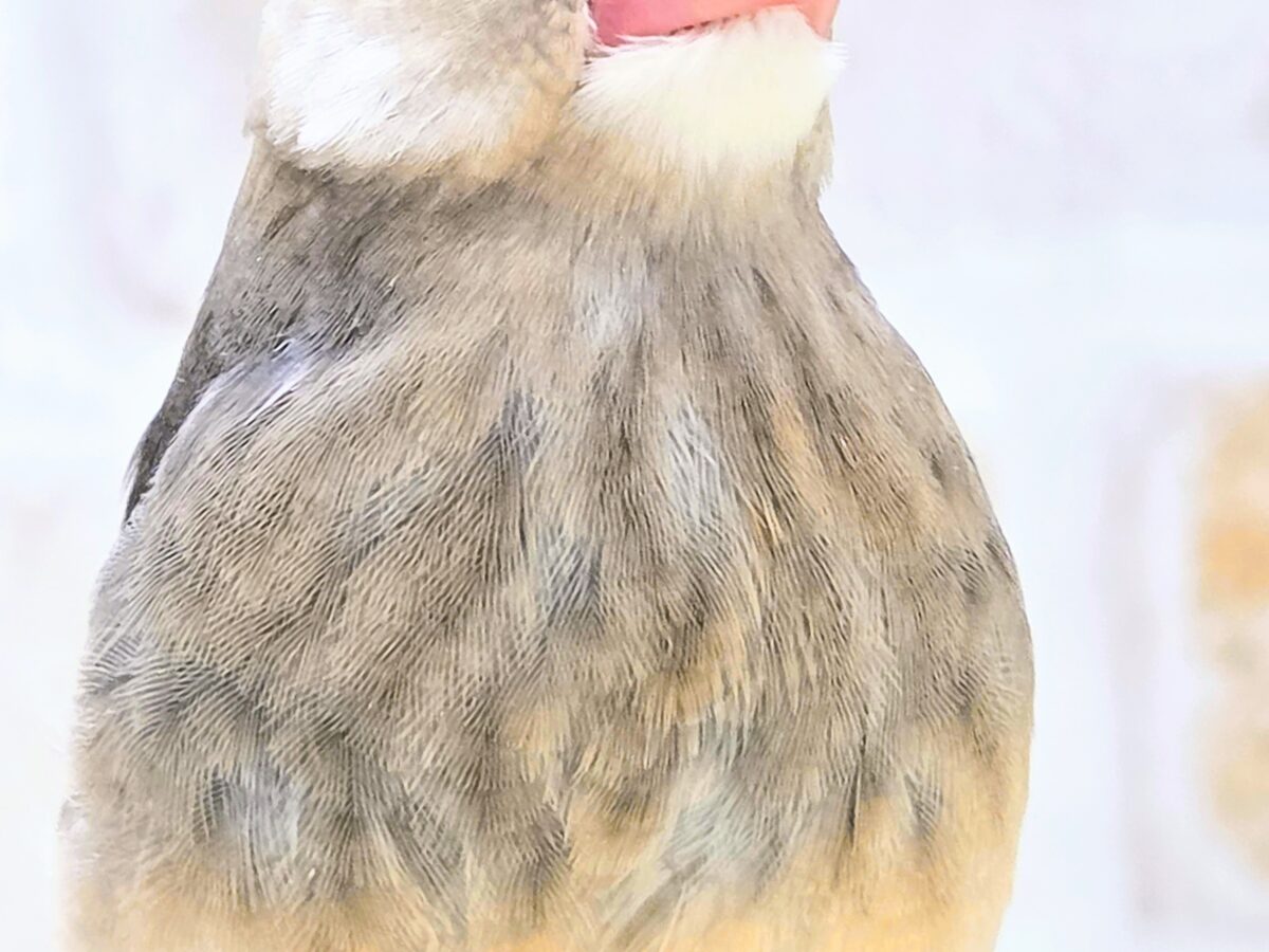 【🆙最新画像あり‼️】大人になったらどんな色〜❓❓ 桜文鳥 桜文鳥