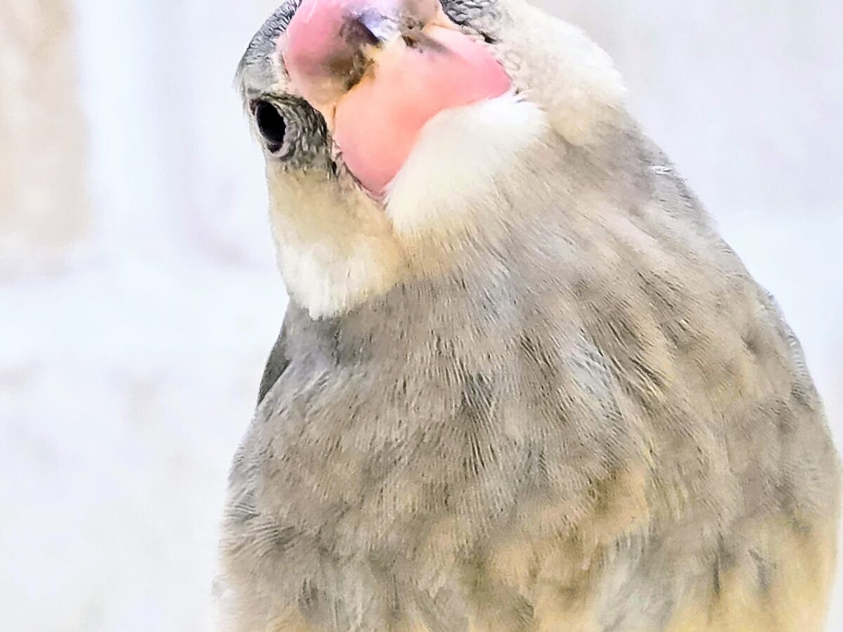 【🆙最新画像あり‼️】大人になったらどんな色〜❓❓ 桜文鳥 桜文鳥