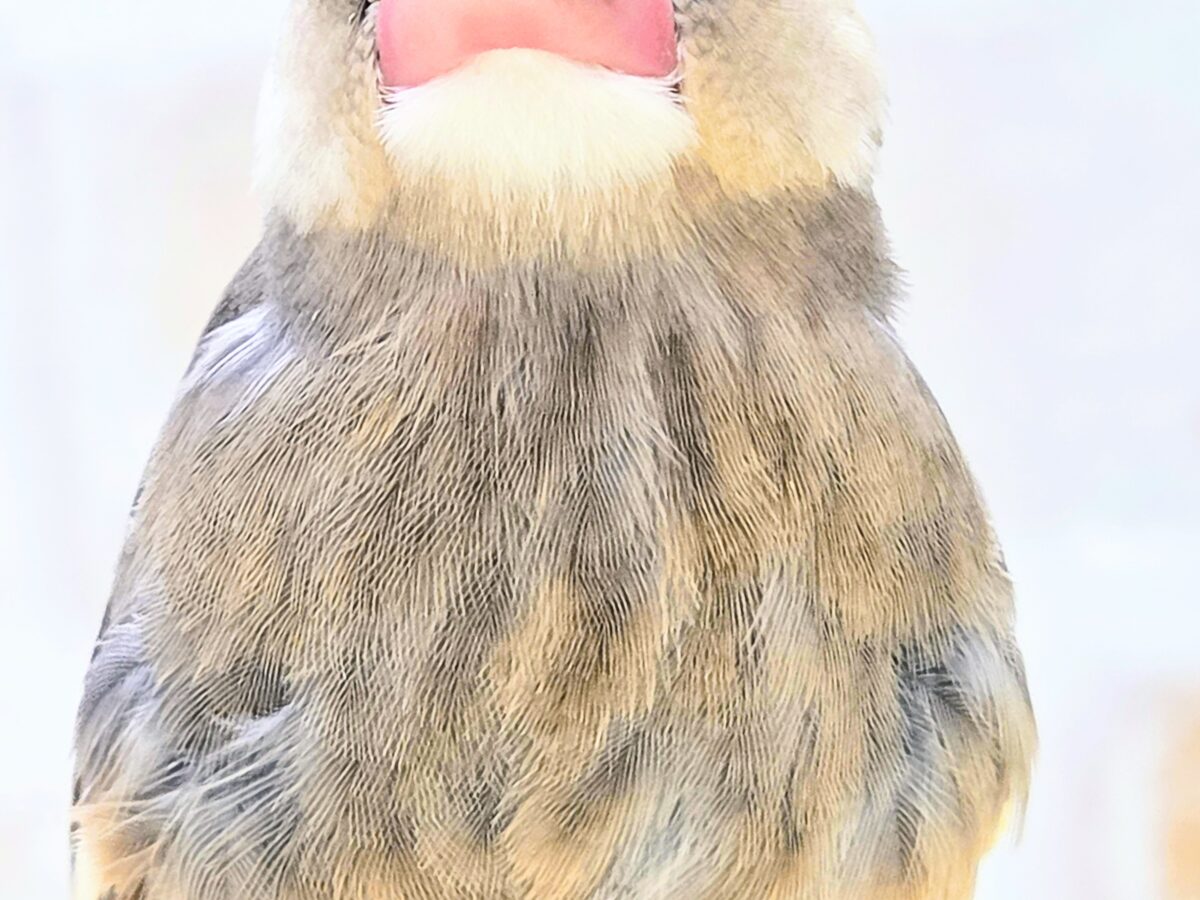 【🆙最新画像あり‼️】大人になったらどんな色〜❓❓ 桜文鳥 桜文鳥