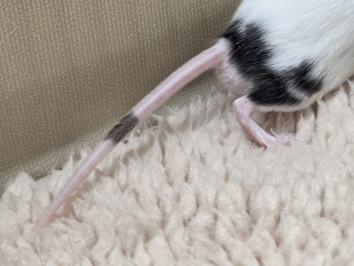 会いにいけばワカル、やはり可愛い~ パンダマウス 男のコ~~ パンダマウス