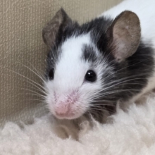 会いにいけばワカル、やはり可愛い～　パンダマウス　男のコ～～