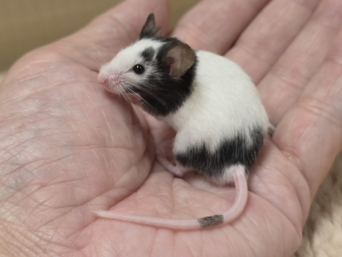 会いにいけばワカル、やはり可愛い~ パンダマウス 男のコ~~ パンダマウス