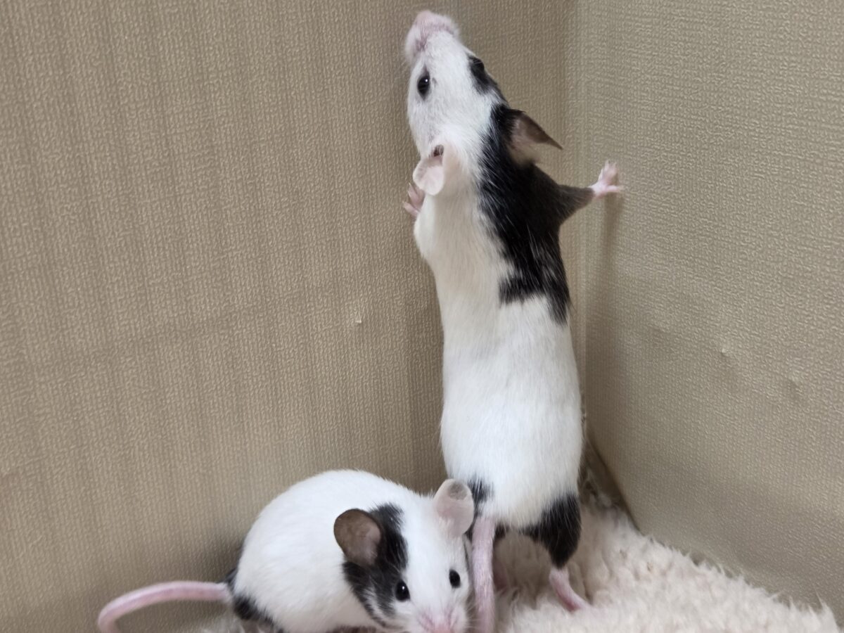 はぁ~これは ハマるよねっ?? パンダマウス 女のコ~~ パンダマウス