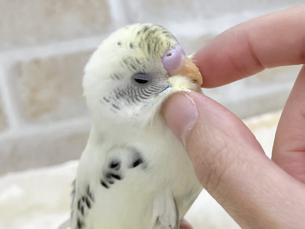 【🆙最新画像あり‼️】永遠のベイビーフェイス💛🤍 セキセイインコ(クリームハルクイン) セキセイインコ